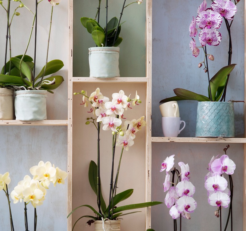 Kopie van Kopie van Foto