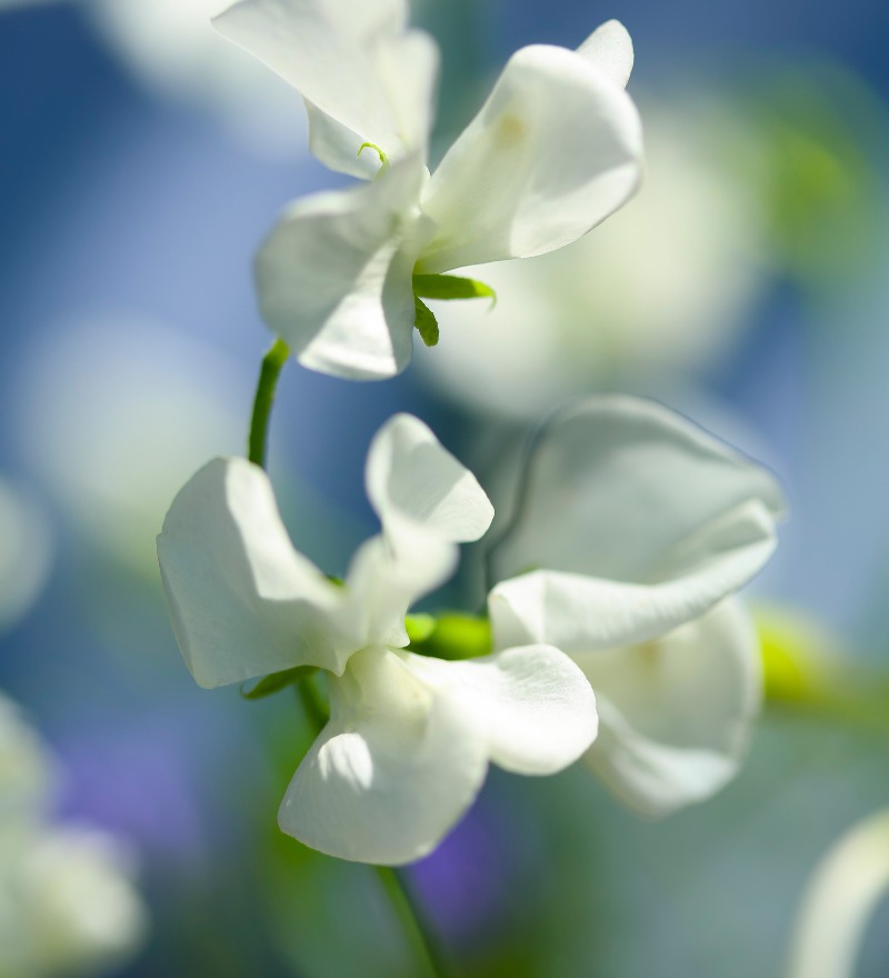 The Lathyrus smells like summer