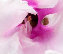 Cyclamen