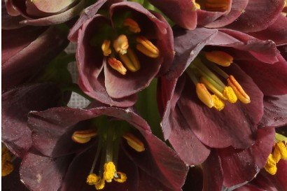 Fritillaria